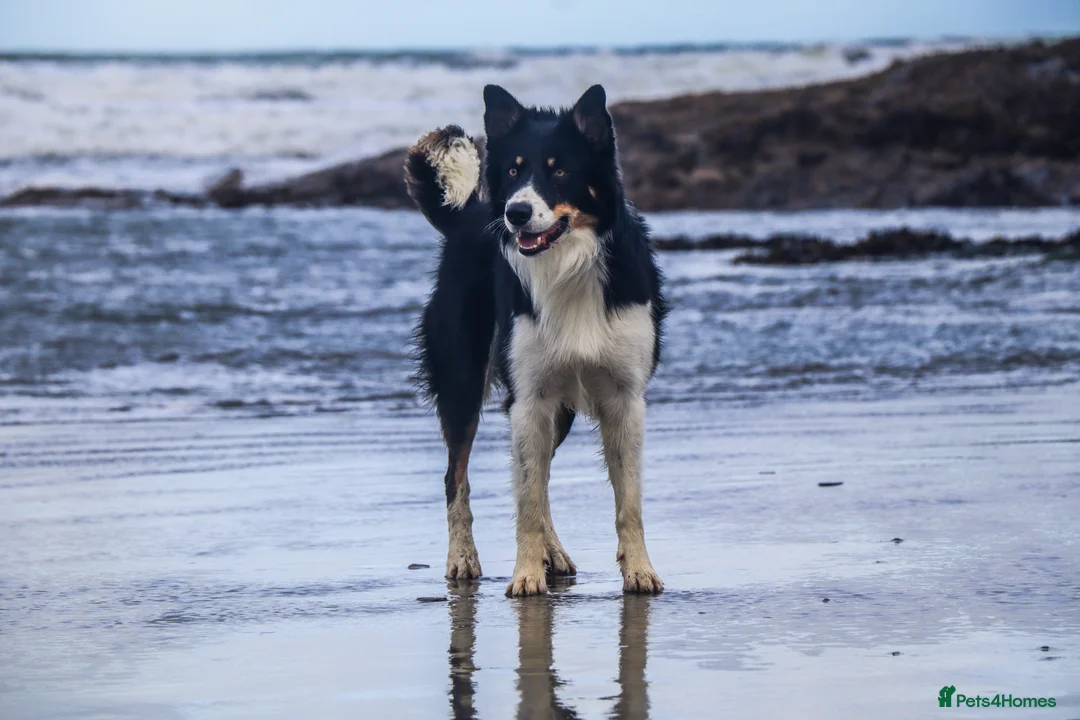 Mixed Breed dogs for sale: Chunky Tri coloured Collie pups for sale - Advert 13
