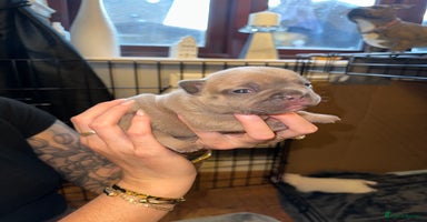 French Bulldog dogs - Advert 4