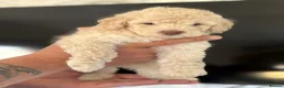 Cockapoo dogs for sale: F1b cockapoo  in Darlington - Advert 6