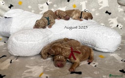 Goldendoodle dogs for sale: Golden Double Doodles - Image 1