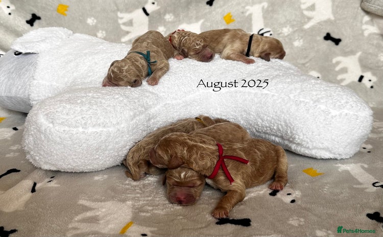 Goldendoodle dogs - Advert 3