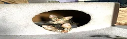Bengal cats for sale:  Full Pedigree Rosetted Bengal Kittens for Sale - Advert 6