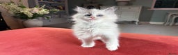 Ragdoll cats for sale: Blue GCCF pedigree Ragdoll kittens - Advert 4