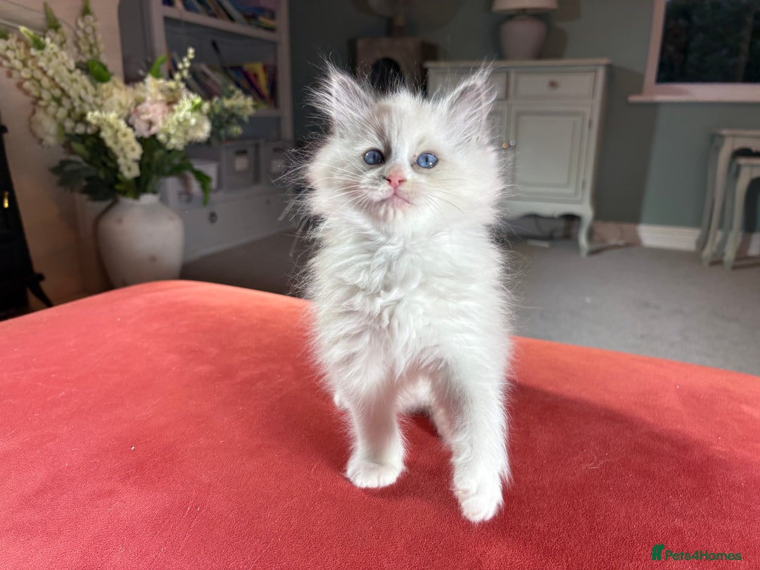 Ragdoll cats for sale: Blue GCCF pedigree Ragdoll kittens - Advert 4