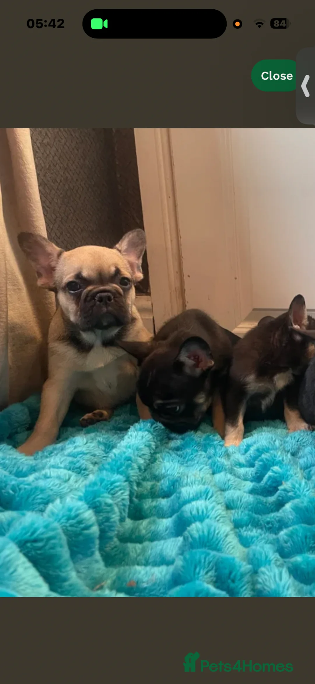 French Bulldog dogs for sale: STUNNING LITTER AVAILABLE NOW!  - Advert 2