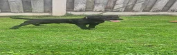 Patterdale Terrier dogs for sale: 11 month old male patterdale  - Advert 3
