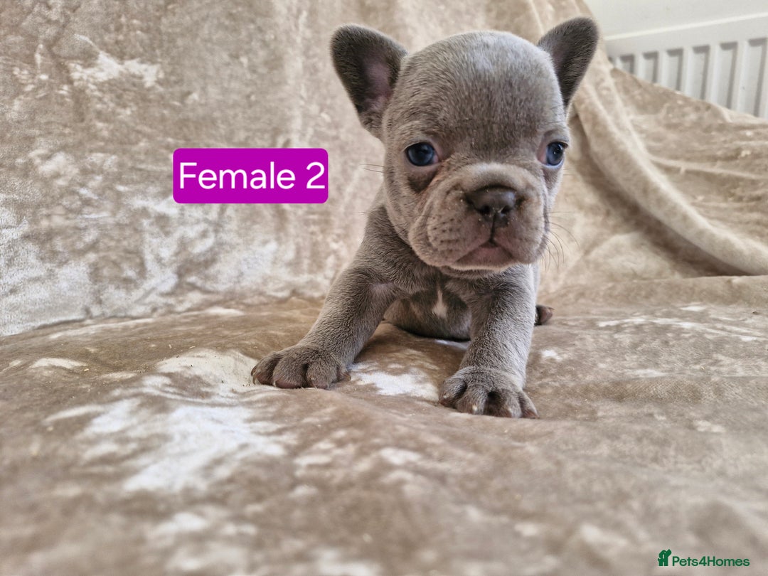 French Bulldog dogs for sale: French Bulldog Puppies  - Image 14