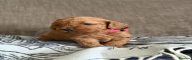 Australian Labradoodle 3