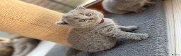 British Shorthair cats for sale: British shorthair kittens  - Advert 6