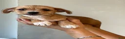 Patterjack dogs for sale: 3/4 jack Russel pups looking for new homes - Advert 7