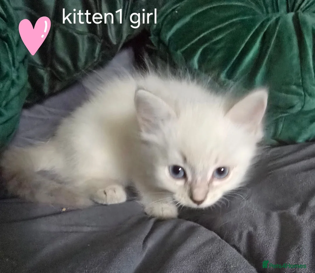 Ragdoll cats for sale: Ragdoll kittens - Advert 2
