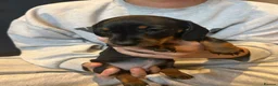 Miniature Dachshund dogs for sale: Adorable Miniature Dachshund Puppies - Advert 3