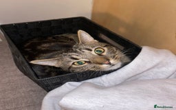 Domestic Shorthair cats for sale: 3 Different Age Cats For Sale - Image 6