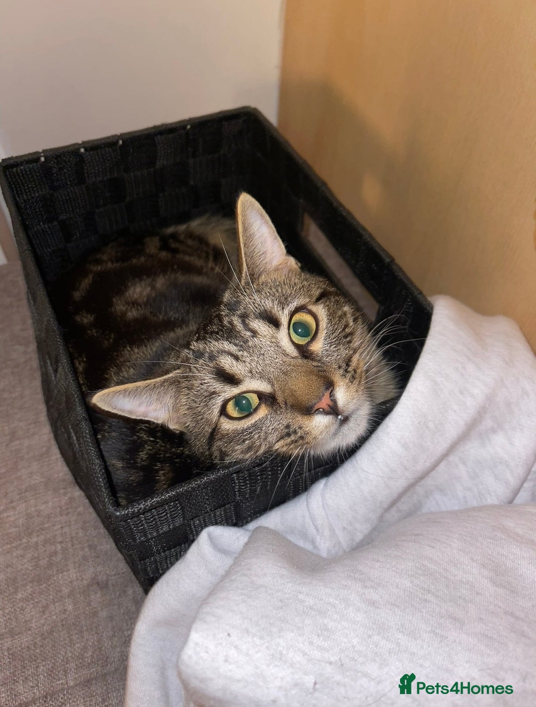 Domestic Shorthair cats for sale: 3 Different Age Cats For Sale - Image 6
