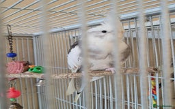 Cockatiels birds for sale: Pair of Cockatiels  - Advert 2