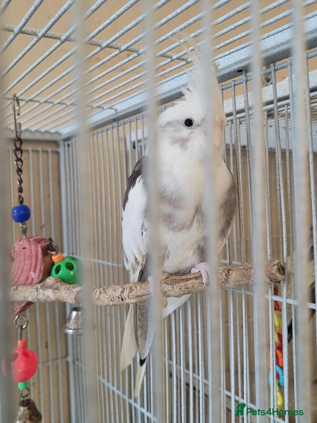 Cockatiels birds for sale: Pair of Cockatiels  - Advert 2