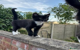 Domestic Shorthair cats for sale: Mother Cat & 2 Kittens - Image 2