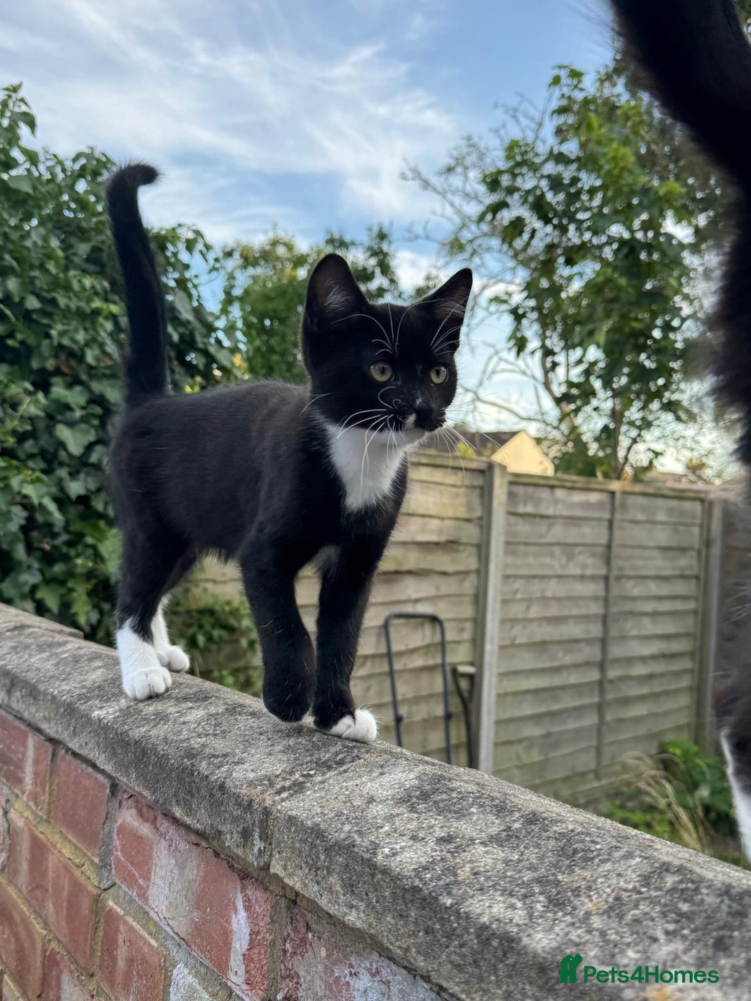 Domestic Shorthair cats for sale: Mother Cat & 2 Kittens - Image 2