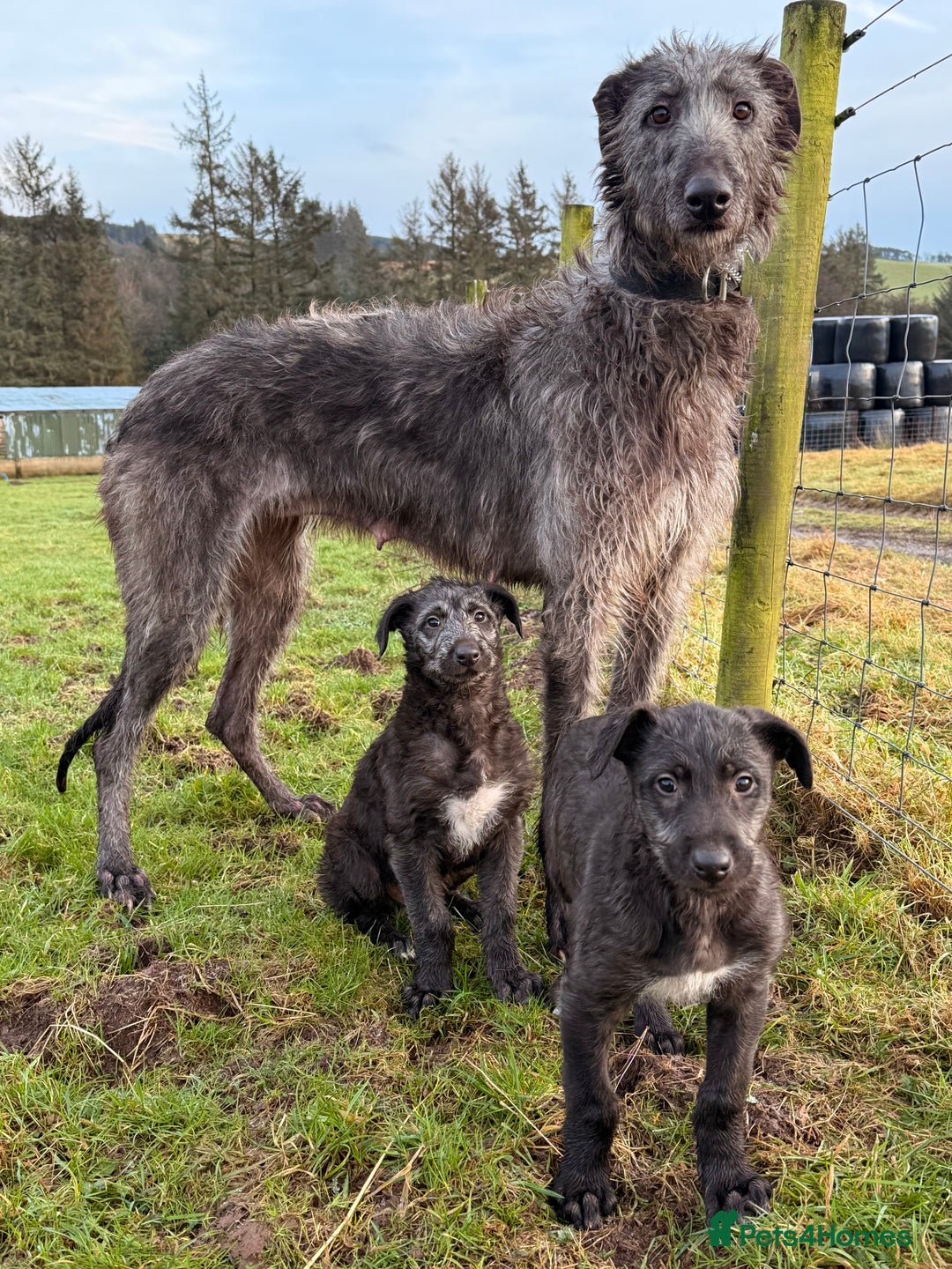Deerhound dogs for sale: Scottish Deerhound pups - Advert 1