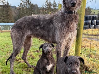 Deerhound dogs Scottish Deerhound pups - Advert 14