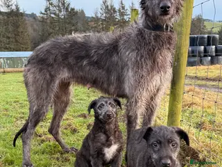 Deerhound dogs Scottish Deerhound pups - Advert 3