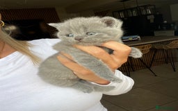 British Shorthair cats for sale: beautiful british shorthair kittens  - Image 3