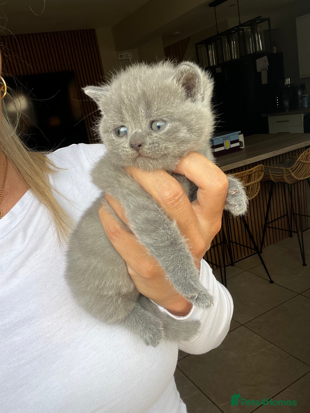 British Shorthair cats for sale: beautiful british shorthair kittens  - Image 3