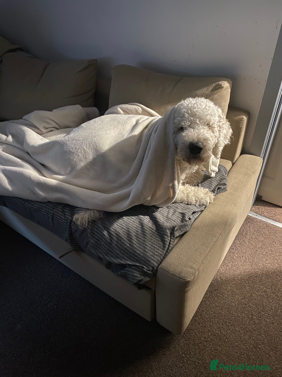 Goldendoodle dogs for stud: Standard multigenerational goldendoodle for stud - Advert 2