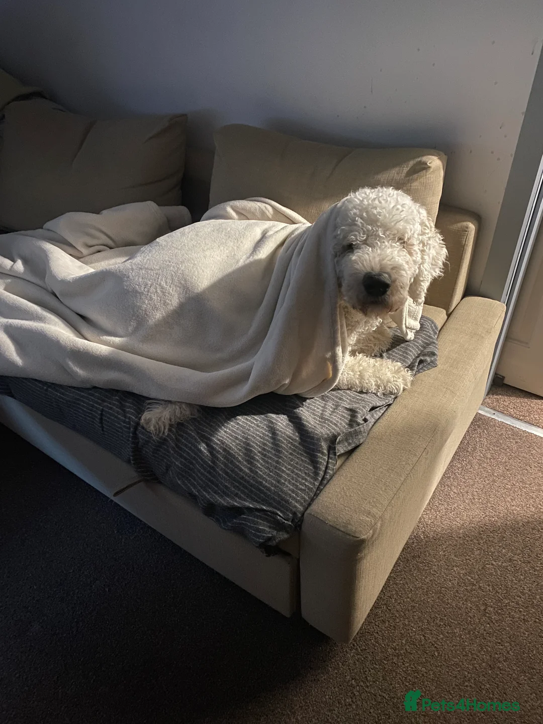 Goldendoodle dogs for stud: Standard multigenerational goldendoodle for stud - Advert 4