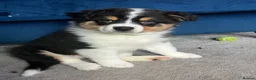 Australian Shepherd dogs for sale: Australian Shepherd puppies - Merles /Tris - Advert 4
