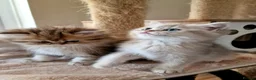 British Shorthair cats for sale: 🌟GCCF registred kittens 🌟 - Advert 15