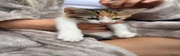 Mixed Breed cats for sale: Two female kittens for sale  in Tamworth - Advert 2