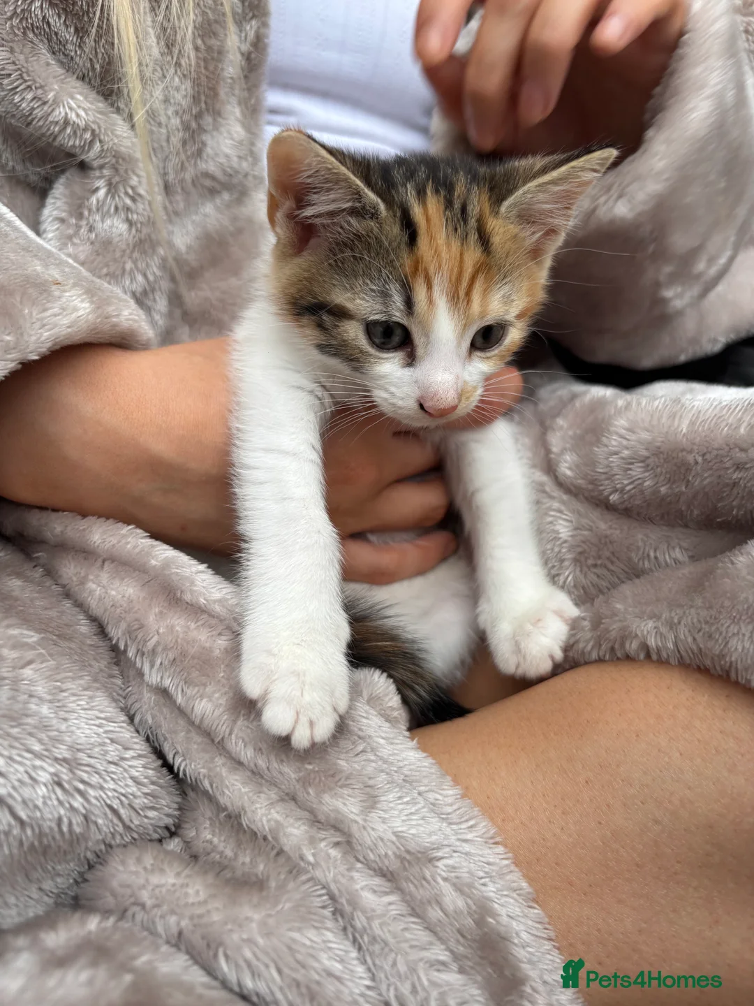 Mixed Breed cats for sale: Two female kittens for sale  in Tamworth - Advert 2