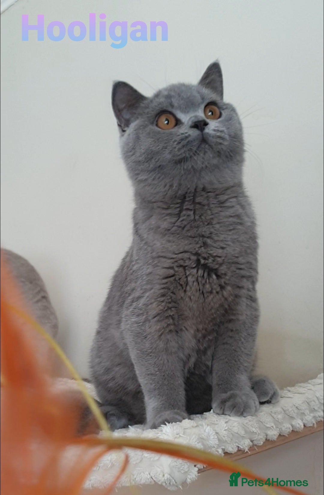 British Shorthair cats for sale: Impressive Pedigree BSH Kittens  - Image 5