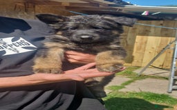 German Shepherd dogs for sale: German Shepherd pups  - Image 16