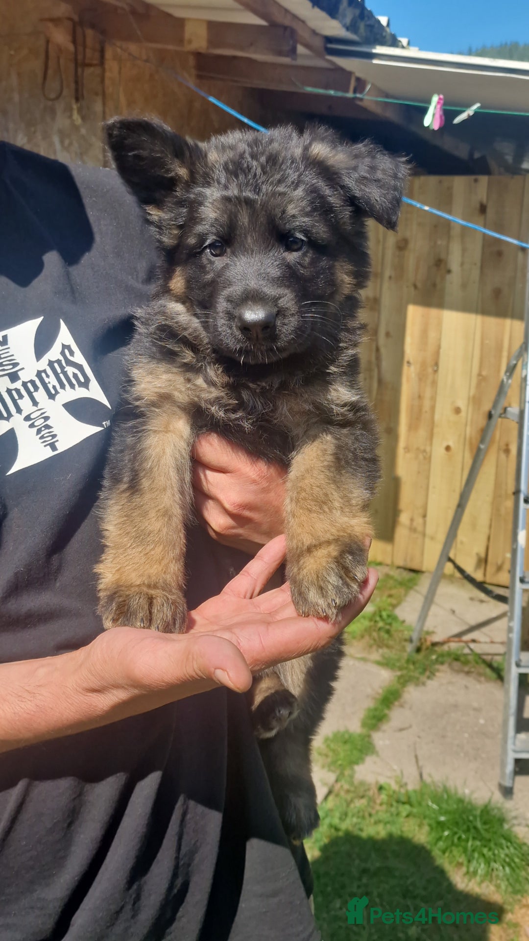 German Shepherd dogs for sale: German Shepherd pups  - Image 16