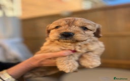 Cockapoo dogs for sale: cockapoo puppies - Advert 2