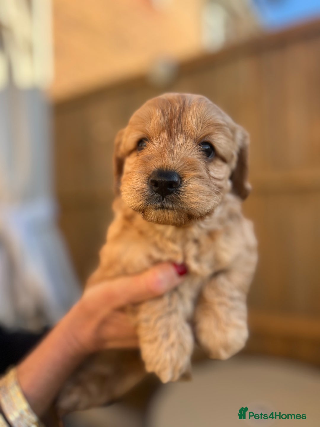 Cockapoo dogs for sale: cockapoo puppies - Advert 2