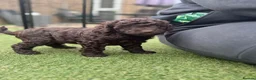 Cockapoo dogs for sale:  Absolutely stunning  F1b chocolate cockapoos  in Peterborough - Advert 7