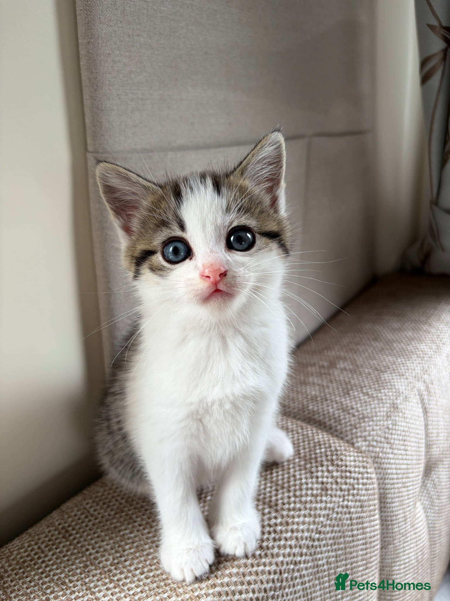 Mixed Breed cats 3 beautiful kittens for sale - Advert 2