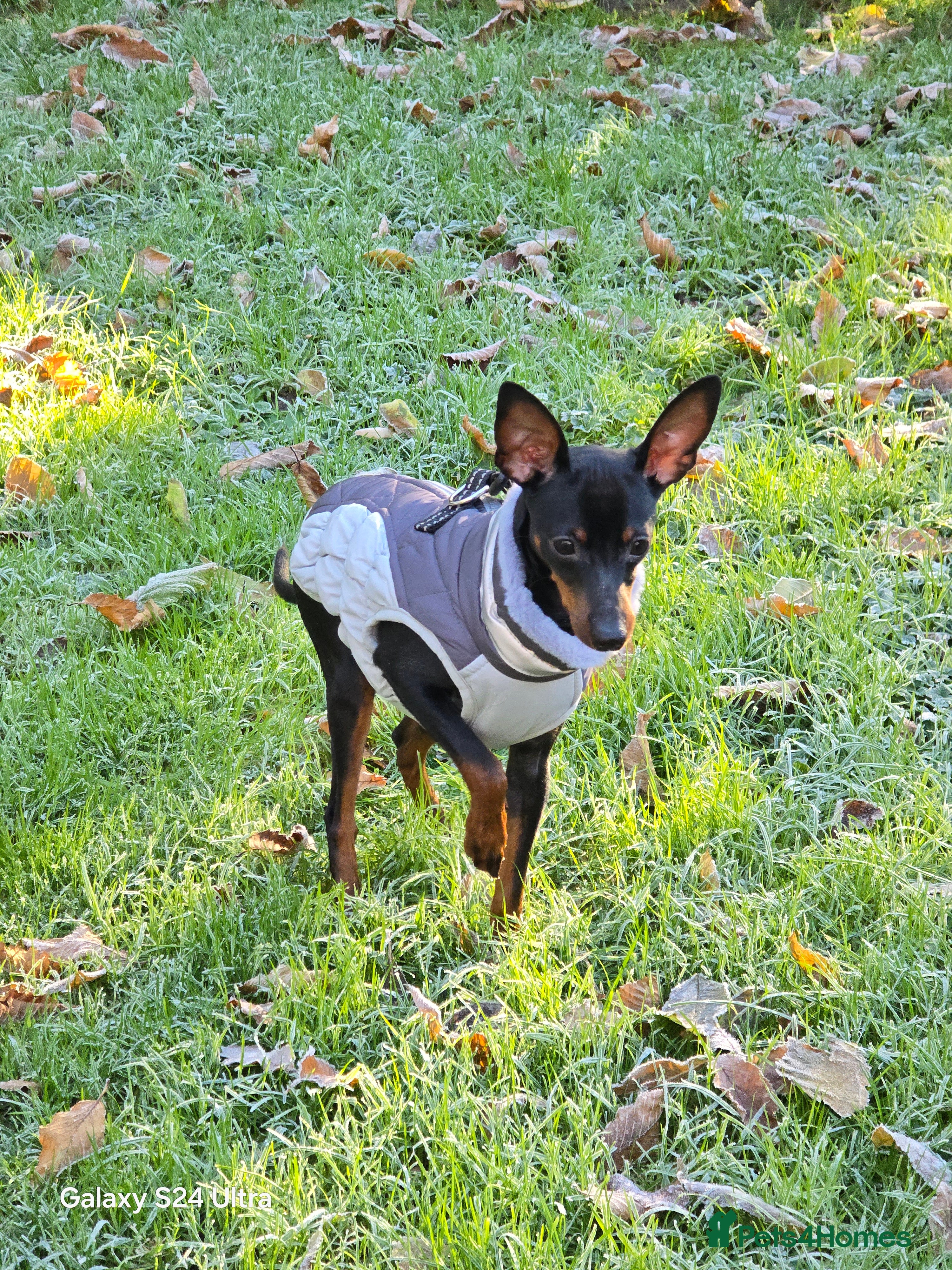 Miniature Pinscher dogs Pimscher Miniature - Advert 1