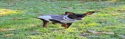 Miniature Pinscher dogs for sale: Pimscher Miniature - Advert 1