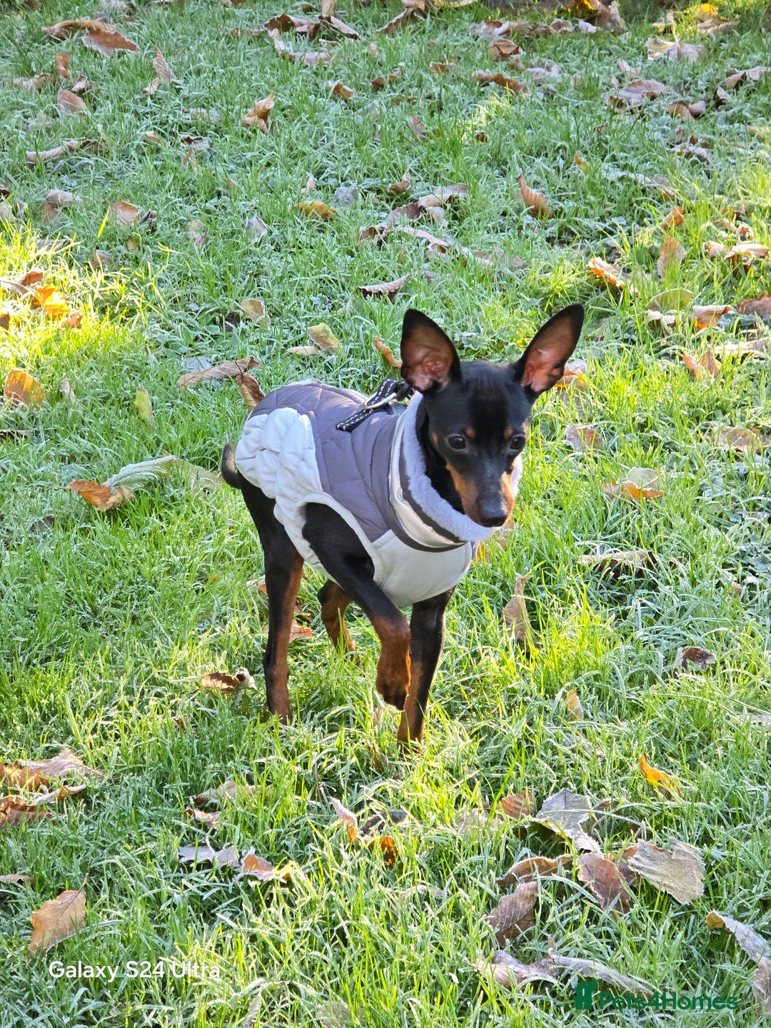 Miniature Pinscher dogs for sale: Pimscher Miniature - Advert 1