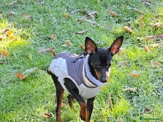 Miniature Pinscher dogs Pinscher Miniature - Advert 3