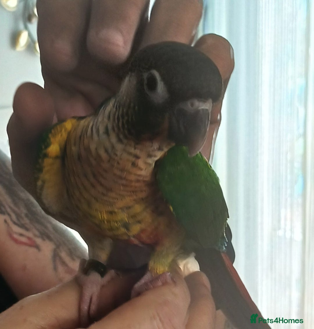 Conures birds for sale: Conures handreared Conures Green Cheeks  - Image 4