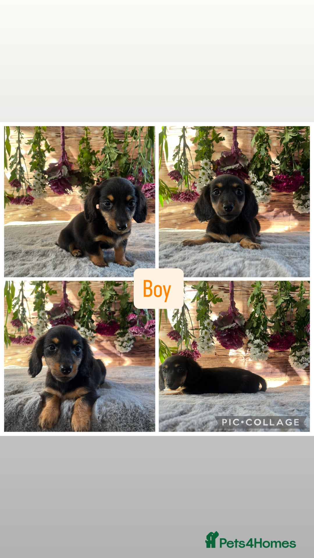 Miniature Dachshund dogs for sale: Ready now Tiny long haired dachshunds  - Advert 3