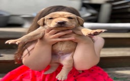 Labrador Retriever dogs for sale: KC registered Labrador retrievers for sale  - Image 27