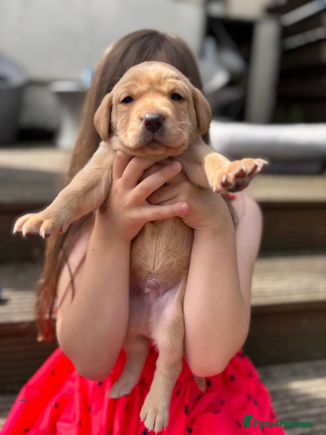 Labrador Retriever dogs for sale: KC registered Labrador retrievers for sale  - Image 27