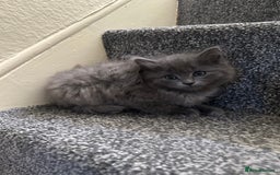 Ragdoll cats for sale: Reserved - Image 1