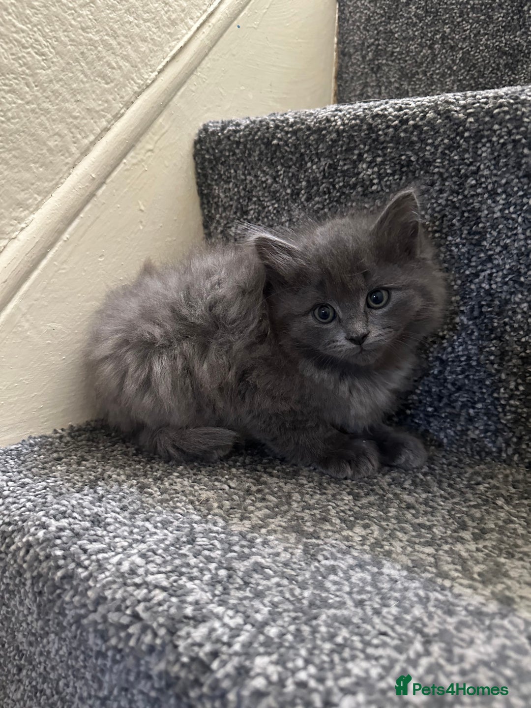 Ragdoll cats for sale: Reserved - Image 1